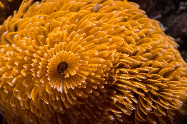 Close up of a Feather-duster worm or giant fanworm (Sabellastarte longa) with orange coloration
