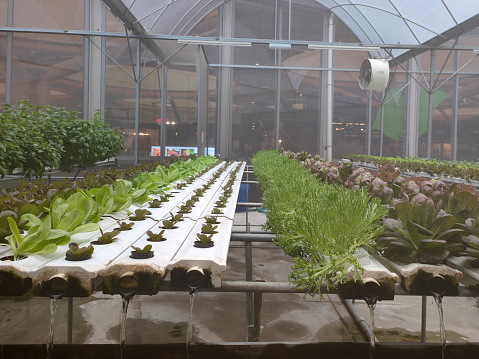Hydroponic greenhouse for salad vegetable