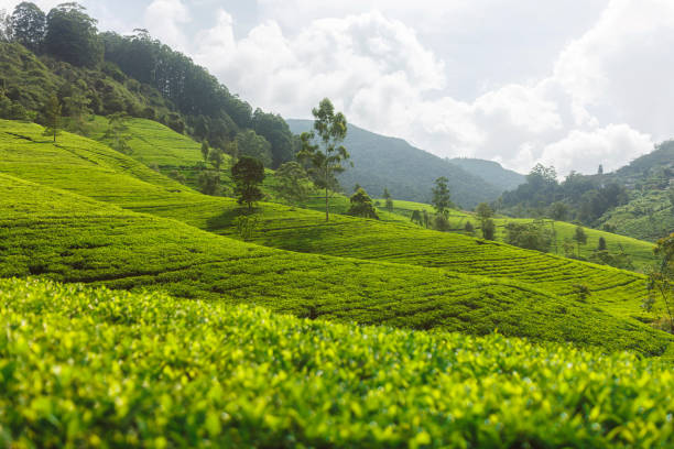 Tea plantation nature background in day light
