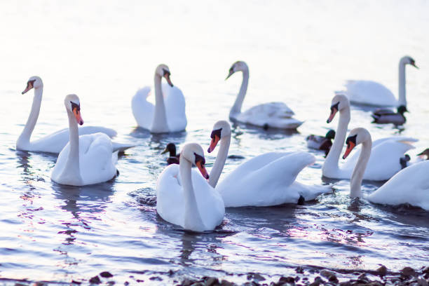 istock Swans swimming on the river surface. 1919724167