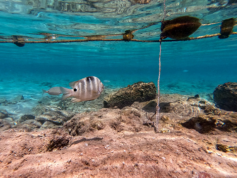 The threespot dascyllus (Dascyllus trimaculatus) at coral reef of the Red Sea.