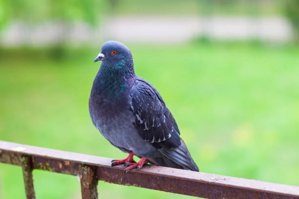 istock Pigeon bird on the old balcony railing. 1919726884