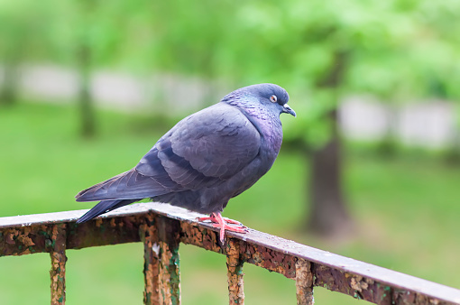 Pigeon bird in the urban environment.