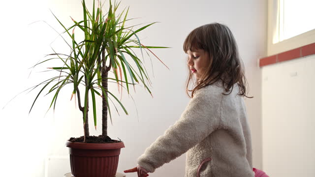 Little girl watering a palm tree plant at home.