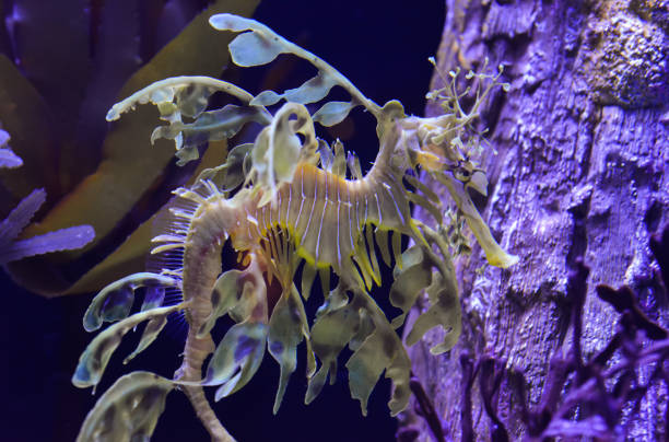istock Leafy Seadragon (Phycodurus eques)  swims in a saltwater aquarium 1919734513