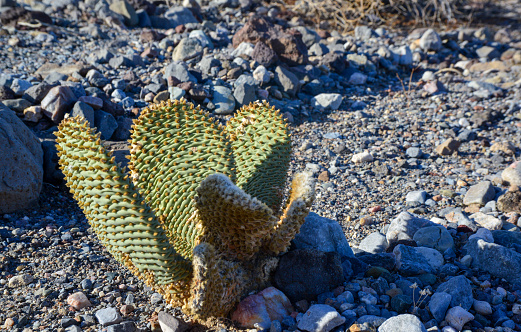 Saguaro cactus mountain