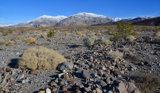 Landscape of a valley overgrown with desert vegetation and cacti in the rock desert in California, mountains in the background
