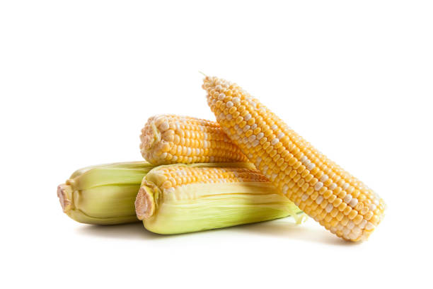 istock Several ears of sweet corn isolated on a white background. 1919740539