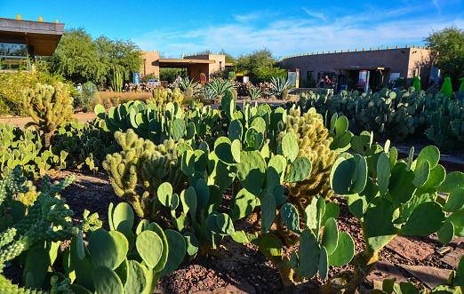 Different types of prickly pear cacti in a botanical garden in Phoenix, Arizona