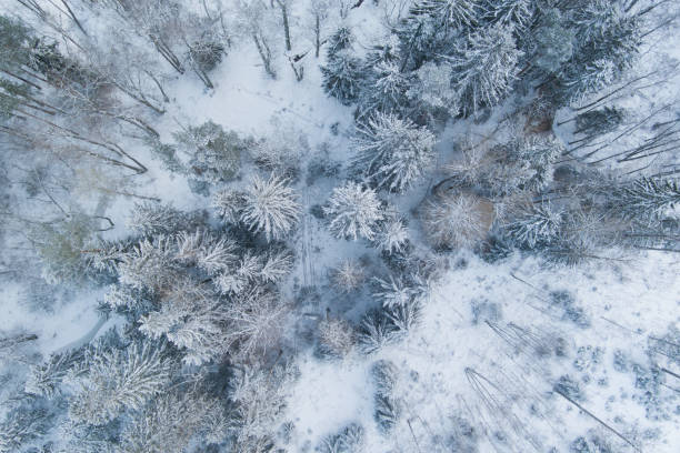 istock Snow covered mixed forest, Estonian nature, photo from a drone. 1919759058