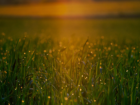 Grass meadow with dewdrops sparkling in the light of an early morning sunrise