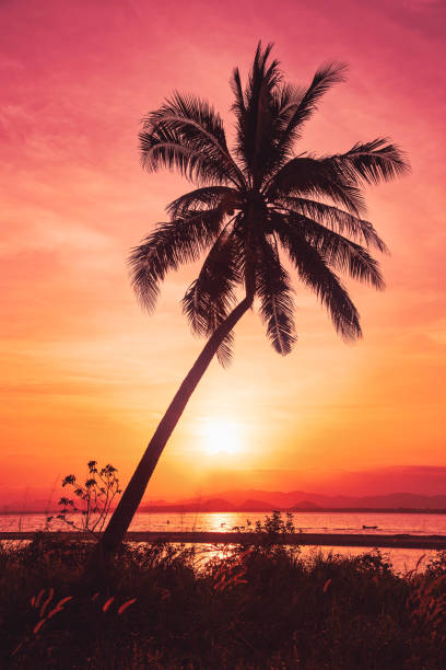 istock Silhouette coconut palm trees on beach at sunset. Vintage tone. 1919774292