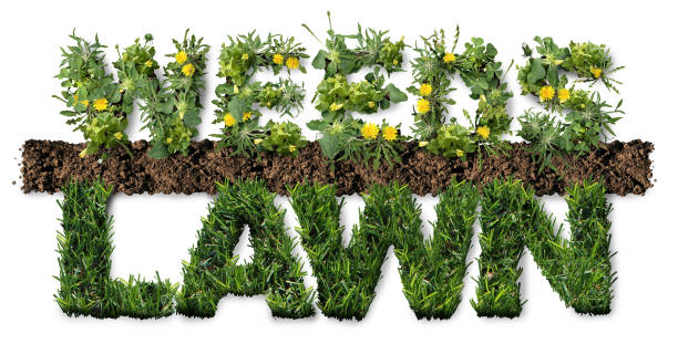 istock Healthy Lawn And Weeds 1919781423
