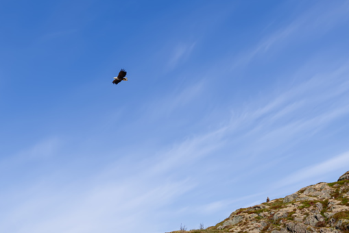 Majestic flight of an eagle against a backdrop of wispy clouds, over the rugged terrain of the Lofoten Islands