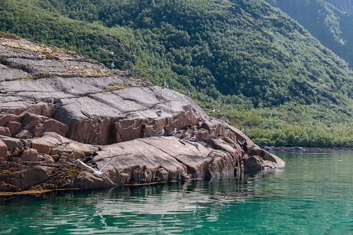 The rocky shores of a Lofoten fjord become a resting place for seagulls, contrasting with the crystal-clear waters and the verdant mountainous terrain