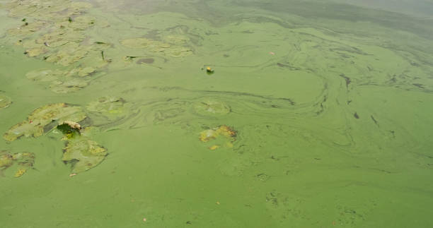 istock Green blooming water in the river. Algae leaves on the surface. Animals floating in the water. 1919789618