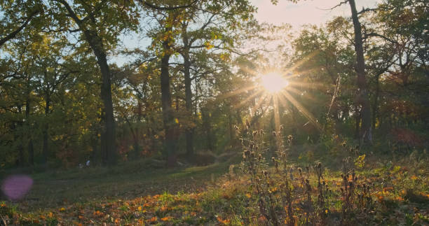 istock Autumn forest, bright setting sun shines brightly through green trees. 1919790772