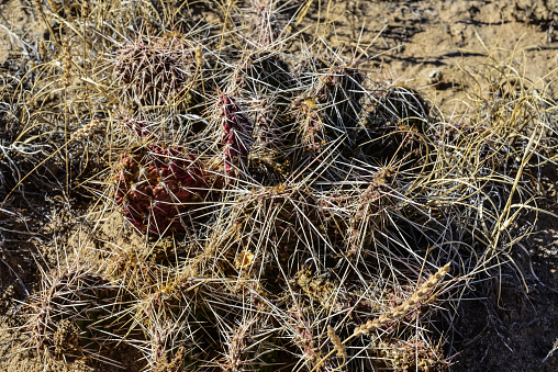 Cacti New Mexico. Prickly pear Opuntia sp. in a rocky desert in New Mexico, USA