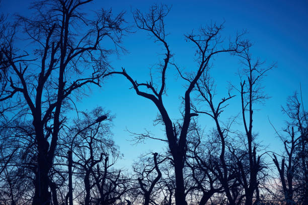 Silhouetted bare trees in winter sunset. Back lit wood branches against blue dusk sky. Selective focus.