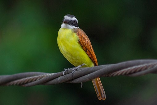 Yellow bird on the wire (Pitangus sulphuratus)