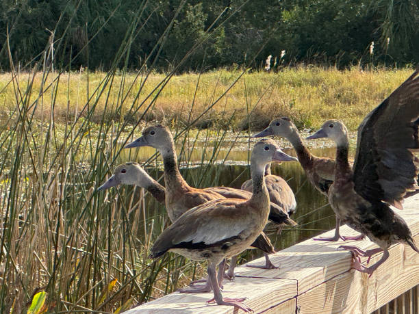 The Black-bellied Whistling-Duck is a large, goose like duck with a long neck, long legs, and short tail.