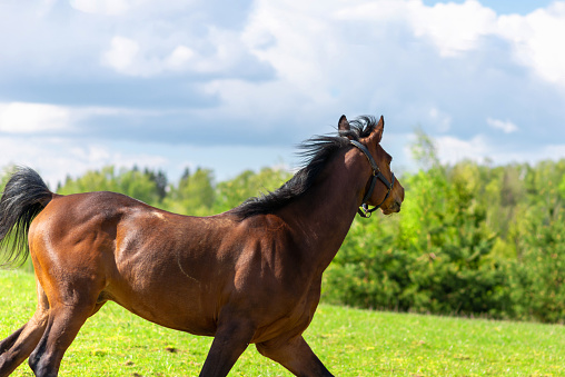 Beautiful brown horse galloping across the field against the blue sky.Purebred horse galloping across a green summer ranch.