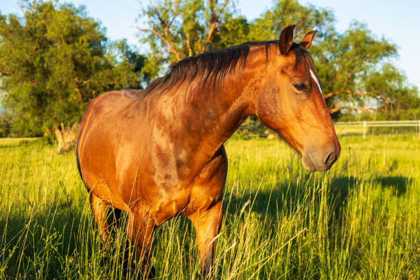 istock Horse in a meadow 1919802905