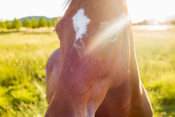 A horse looks to camera as the setting sun shines behind