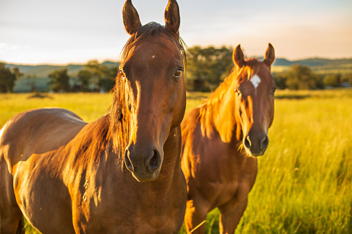 Two horses look at the camera as the setting sun captures them