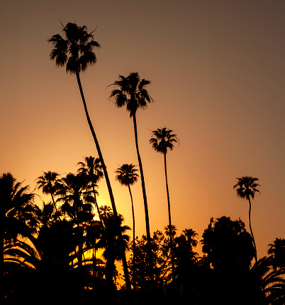 Postcard scenery with beautiful palm trees seen during a blue hour of sunset on the beach.