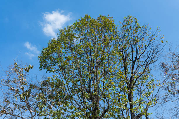 istock Tree Branches And Leaves Branches with Blue Sky Green Trees 1919814640