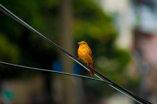 Summer Tanager Bird (Piranga rubra)