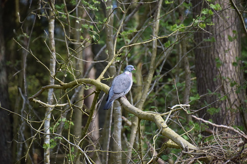 A solo wood pigeon perched on a tree branch in the woods.