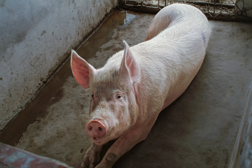 Smile pig looking at the camera at a livestock sustainable farm. Hog farming for pork meat and breeding. Animal-friendly farm.