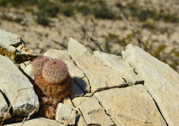 cacti new mexico. echinocereus pectinatus (rubispinus), rainbow hedgehog cactus in a rocky desert in new mexico, usa - desert cactus flower hedgehog cactus photos et images de collection