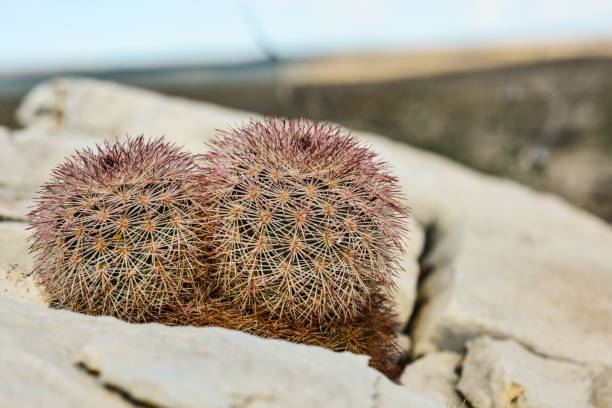 cacti new mexico. echinocereus pectinatus (rubispinus), rainbow hedgehog cactus in a rocky desert in new mexico, usa - desert cactus flower hedgehog cactus photos et images de collection