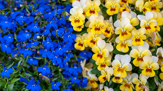 contrast of blue and yellow in flowers, pansies and lobelias