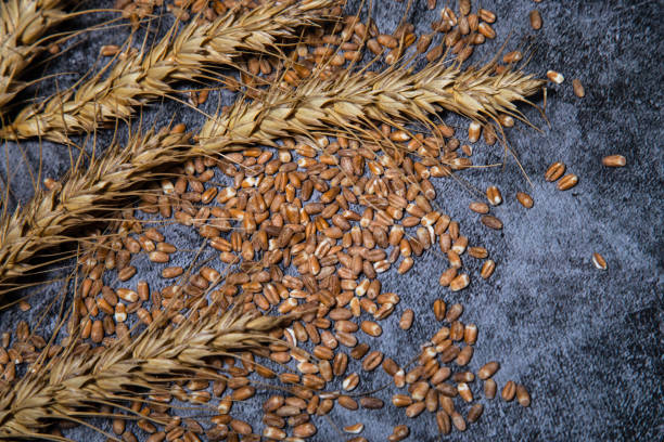 wheat ears and grains, ingredients to create flour