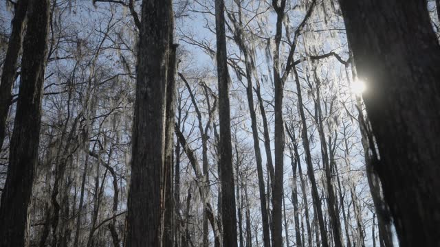 Florida trees, sun leaks, and natural landscape in slow motion