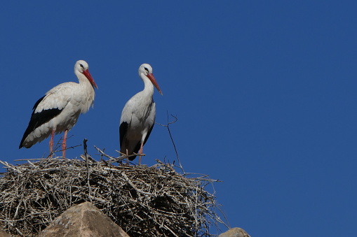 Storks, Morocco