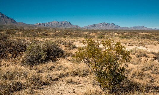 New Mexico desert landscape, high mountains in the background of the desert and drought-tolerant plants, New Mexico
