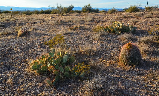 Desert landscape with large plants cactus Ferocactus sp. Organ Mountains-Desert Peaks NM, New Mexico, USA