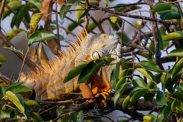 Iguana at Wakodahatchee Wetlands