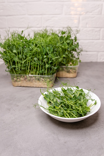 This epitome of urban gardening, with its rich green hues, invites a sense of health and sustainability. Vibrant microgreens bask in the soft daylight, showcasing a lush heap of pea sprouts cut