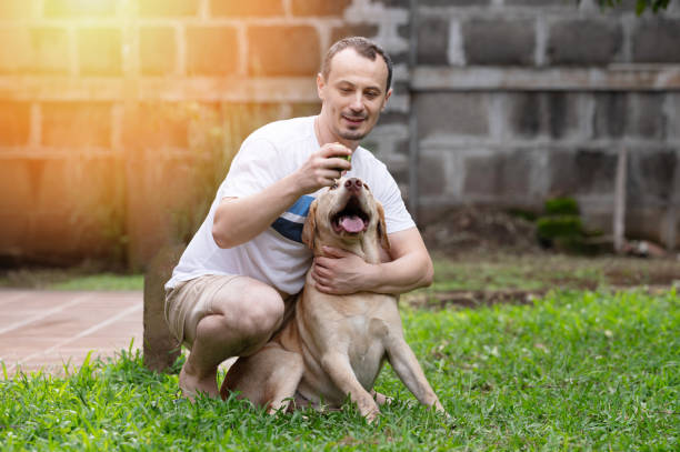Happy owner play with labrador dog sitting on green grass background