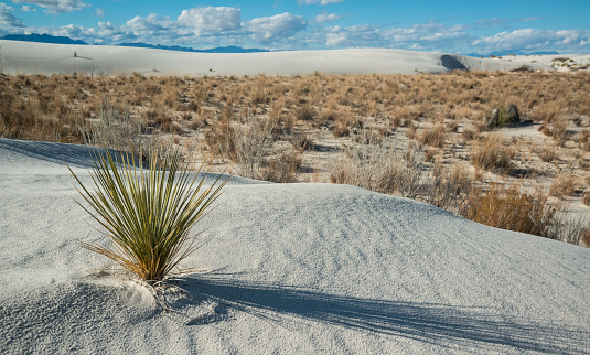 Sand dunes at White Sands National Park, New Mexico USA. Here great wave-like dunes of gypsum sand have engulfed 275 square miles of desert, creating the world's largest gypsum dune field.