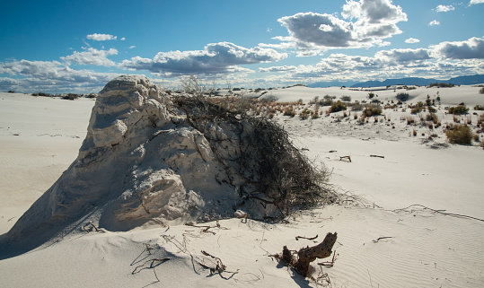 Desert landscape of gypsum dunes, plant roots pinned sand at White Sands National Monument in New Mexico, USA