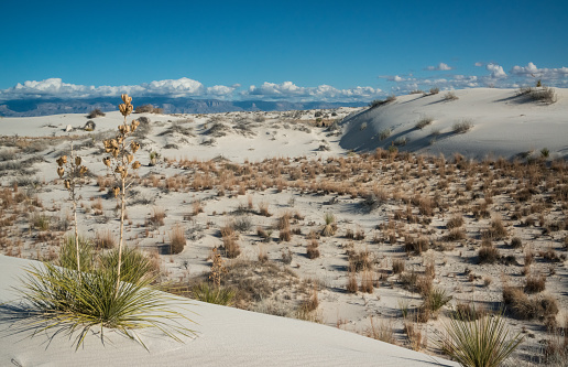 Drought-resistant desert plants and Yucca plants growing in White Sands National Monument, New Mexico, USA