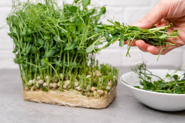istock Ideal for articles on nutrition, gardening blogs, and wellness platforms 1919899438