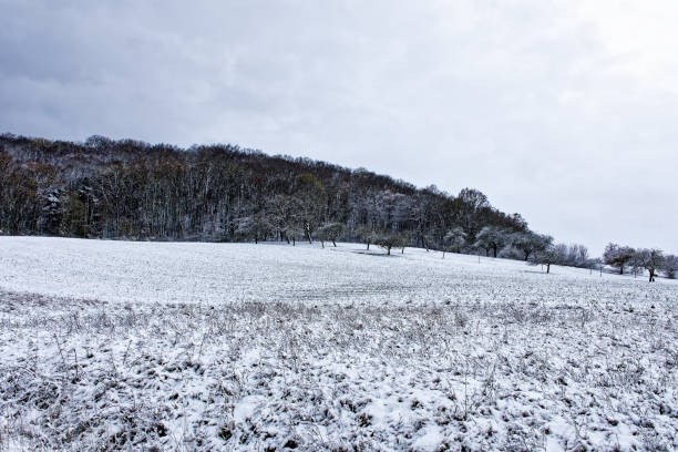 istock A beautiful winter forest in Bavaria 1919899464